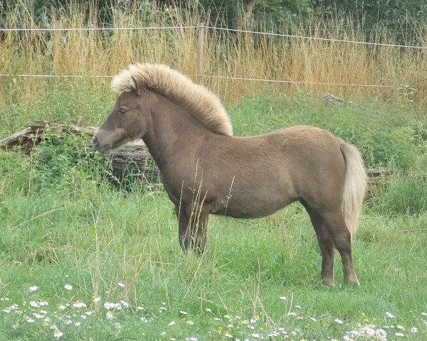 horse Olivia vom Rindergraben (Shetland Pony, 2015, from Zero von Salza)