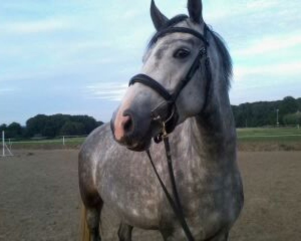 horse Coco Chanel (German Warmblood, 2009, from Cevin Costner)