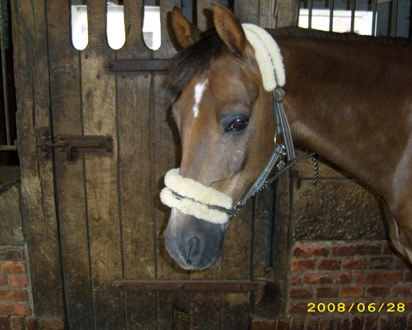 horse Sunny (German Riding Pony, 1993, from Mac Benedict)