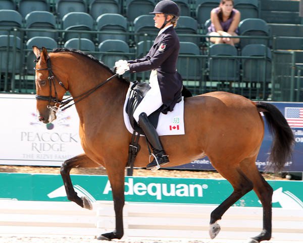 broodmare Tiva Nana (KWPN (Royal Dutch Sporthorse), 2000, from Métall)