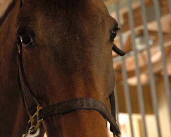 dressage horse Rassing's Lonoir (Danish Warmblood, 2004, from de Noir 3)