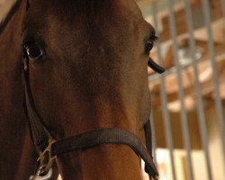 dressage horse Rassing's Lonoir (Danish Warmblood, 2004, from de Noir 3)