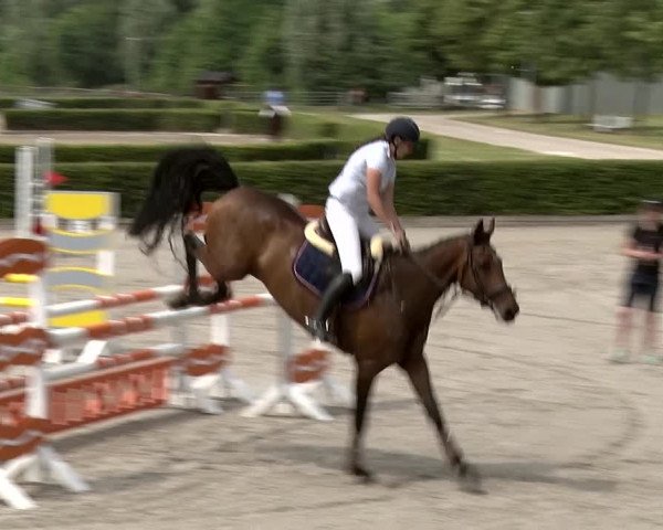 Reitturnier Neustadt/Dosse 2020