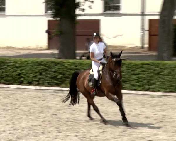 Reitturnier Neustadt/Dosse 2020