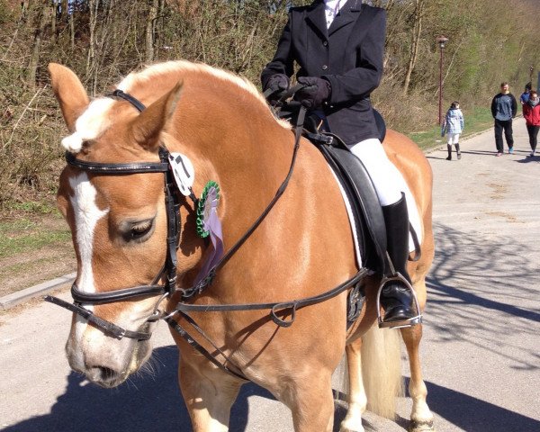 Fattrice Germania (6,25% ox) (Edelbluthaflinger, 2008, di Amor (7,81% ox))