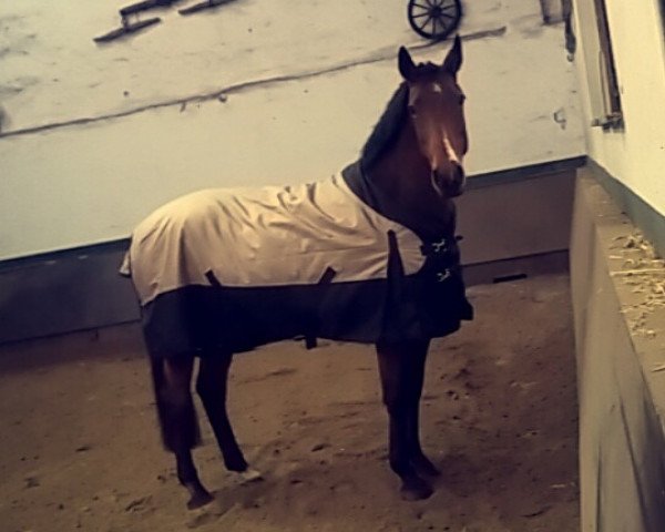 broodmare Lena 436 (Oldenburg show jumper, 2004, from Ludwig von Bayern 168 FIN)