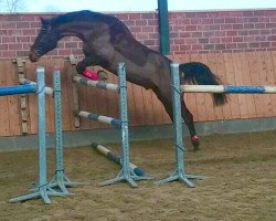 dressage horse Inchello (Westphalian, 2006, from Ilan)