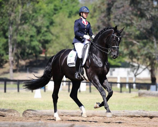 Dressurpferd Kleppenhus Seabiscuit (Dänisches Warmblut, 2004, von Sandro Hit)