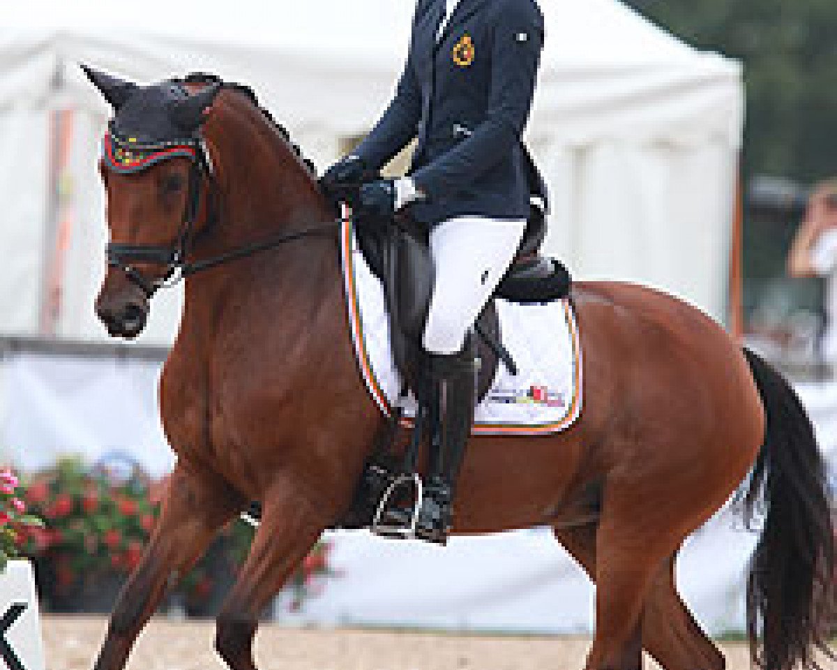Dressurpferd Orchid's Syria (Niederländisches Pony, 2008, von Kanshebber)