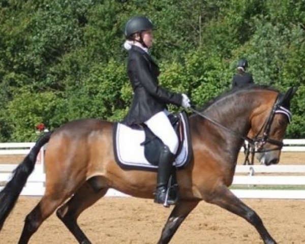 horse Mastwood Donaldson (New Forest Pony, 2003, from Mastwood Pepperson) horse Mastwood Donaldson (New Forest Pony, 2003, from Mastwood Pepperson)