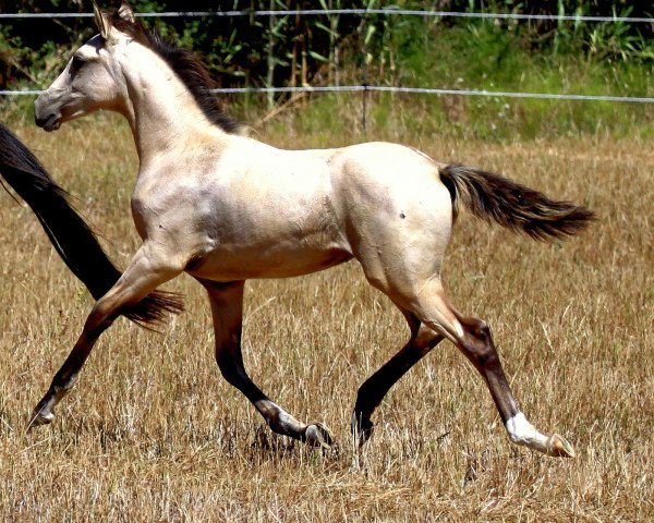 broodmare Leona (Lusitano, 2015)