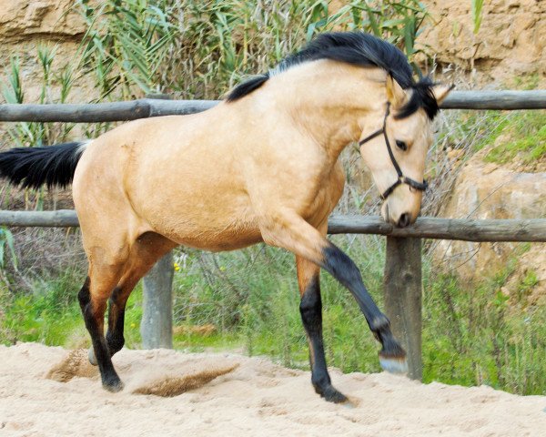 stallion Incrível (Lusitano,  )
