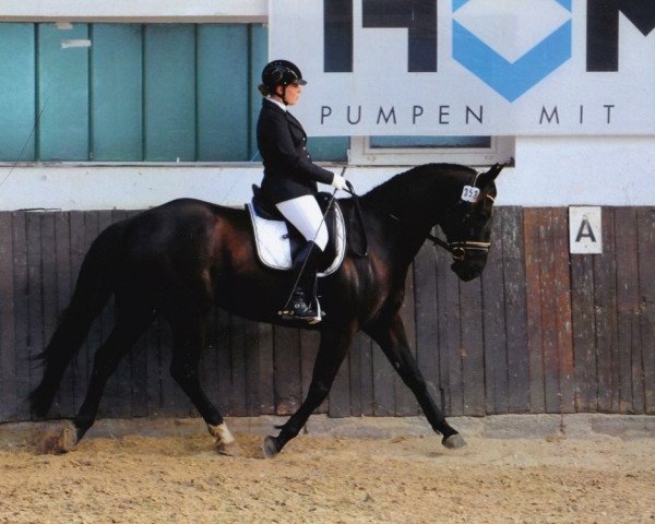 Dressurpferd Eomer 4 (Deutsches Reitpferd, 2006, von Erasmus)