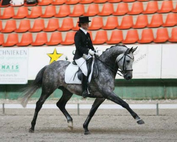 dressage horse Paros des 4 Chemins (Trakehner, 1998, from Partout)