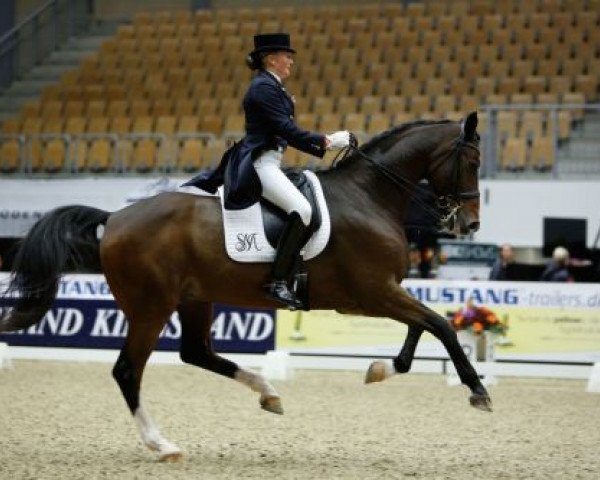 Dressurpferd Alibi D (Dänisches Warmblut, 2004, von Alcazaro)