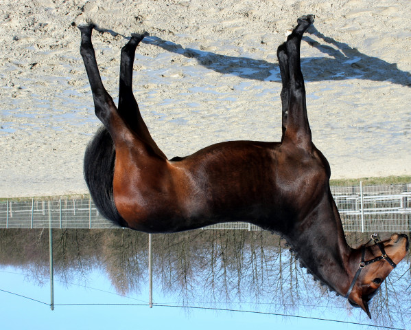 horse Paddington E (Westphalian, 2015, from Pilothago Dxb)