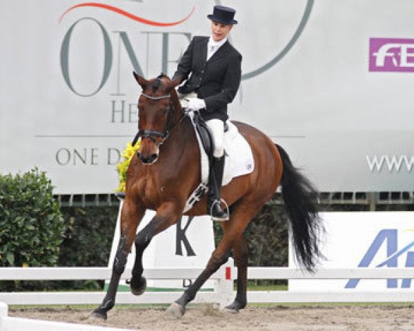 dressage horse Matisse (Trakehner, 2005) dressage horse Matisse (Trakehner, 2005)