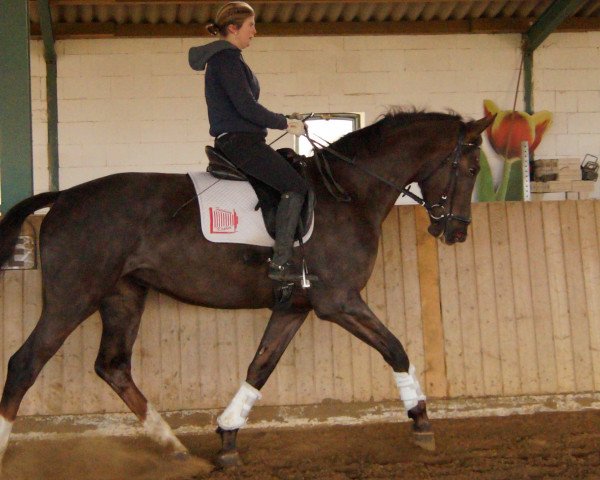 broodmare Dabella R (German Warmblood, 2012, from Don Juan de Hus)