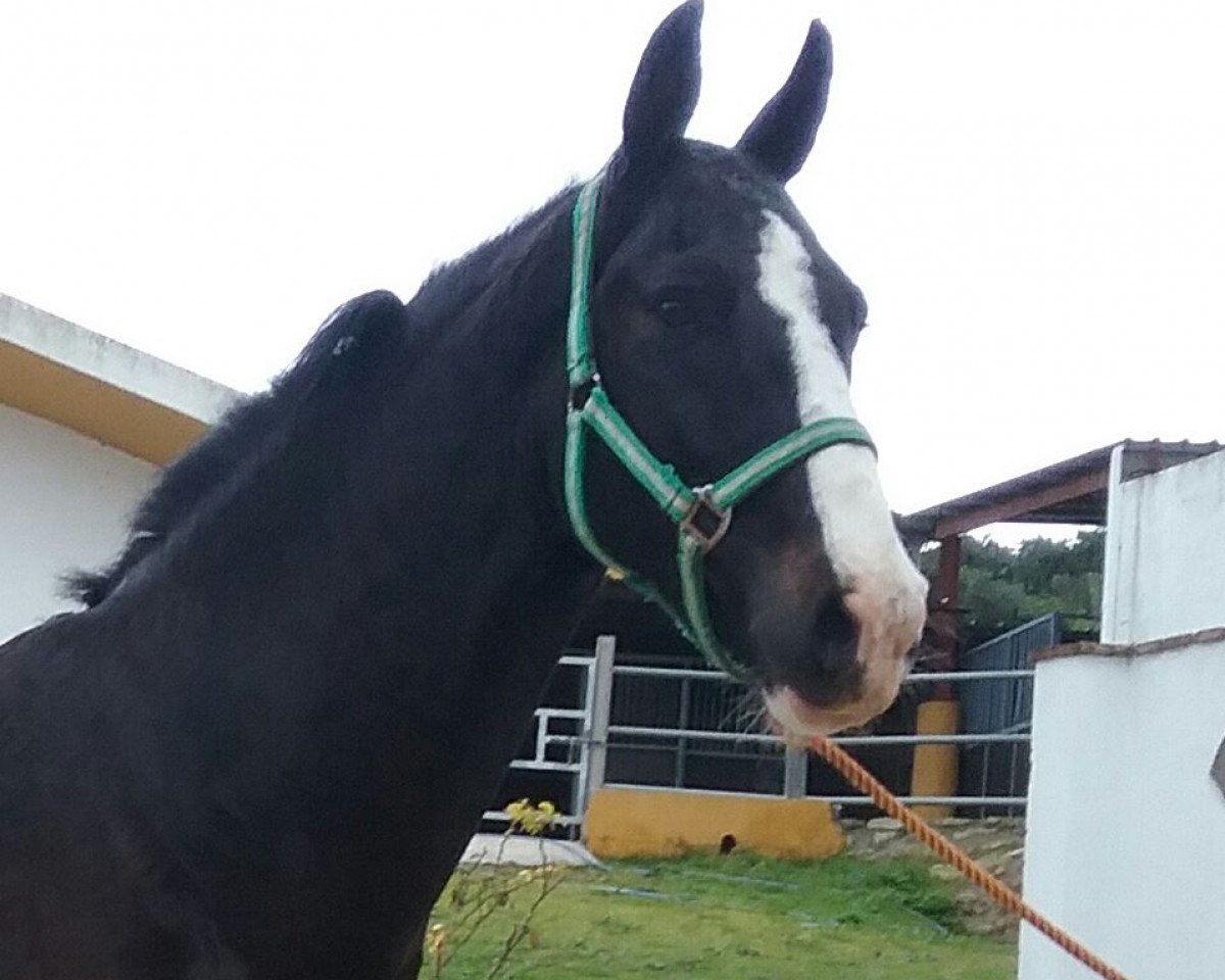 horse Dovis (KWPN (Royal Dutch Sporthorse), 2008)