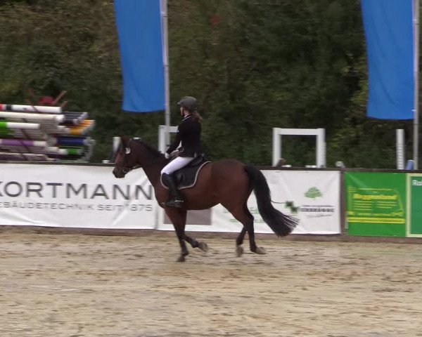 Reitturnier Everswinkel 2021