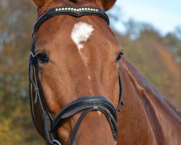 horse Sam (Westphalian, 2011, from Sunday)