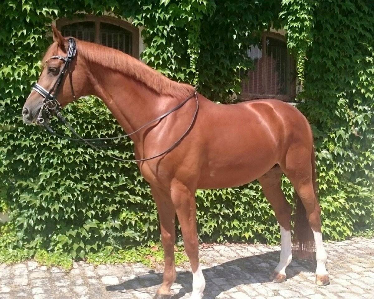 Dressurpferd Palio Go (Trakehner, 2006, von Blitz und Donner)