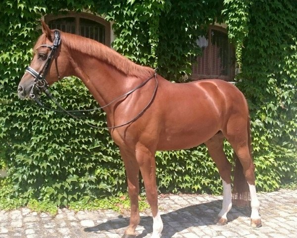 Dressurpferd Palio Go (Trakehner, 2006, von Blitz und Donner) Dressurpferd Palio Go (Trakehner, 2006, von Blitz und Donner)