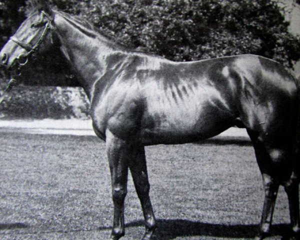 Deckhengst Imperial Fling xx (Englisches Vollblut, 1976, von Northern Dancer xx)