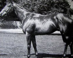 stallion Imperial Fling xx (Thoroughbred, 1976, from Northern Dancer xx)
