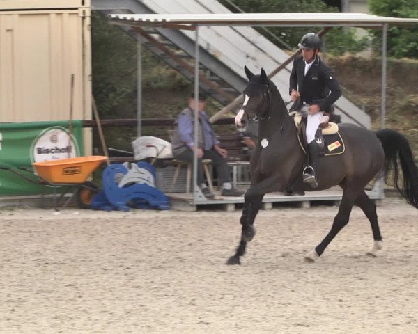 Reitturnier Worms-Pfeddersheim / Reitsportanlage Wittemer 2020