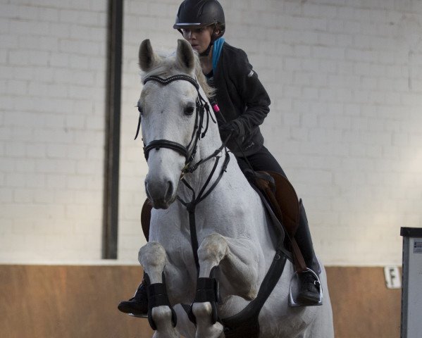 horse Cheetahna (Hanoverian, 1996, from Cheenook)