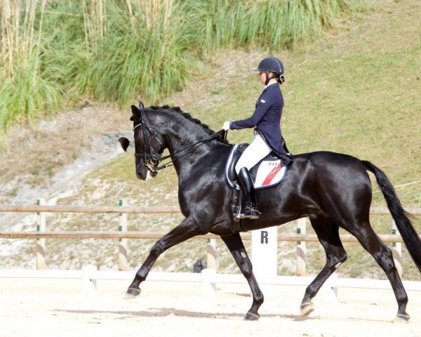dressage horse Friedrich der Große (Oldenburg, 1994, from Filigran)
