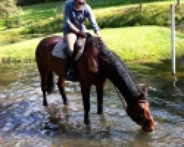 horse Avignon 92 (Oldenburg, 2005, from Cristo)