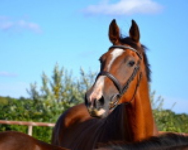 broodmare Namur III (Holsteiner, 1998, from Candillo Z)