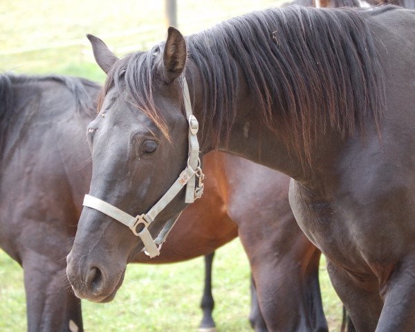 Pferd Clooney (Holsteiner, 2002)