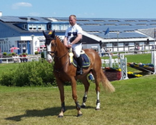 jumper Quanton (Holsteiner, 2011, from Quick Fire)