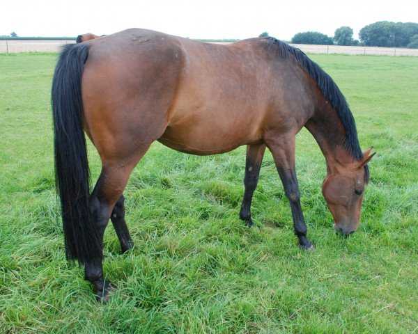 broodmare Calagundi (Holsteiner, 2010, from Calazio 170 FIN)