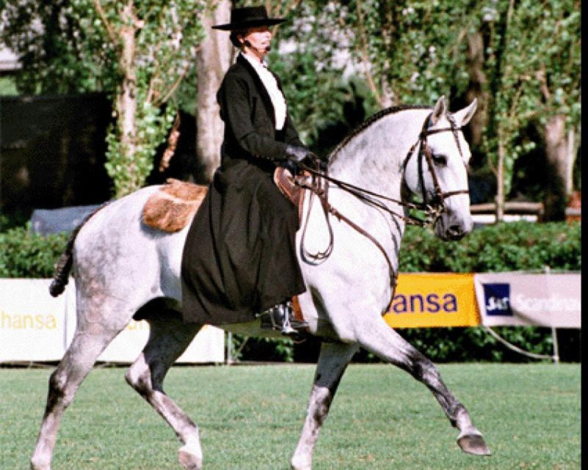 Deckhengst Hostil (Lusitano, 1989, von Zico)