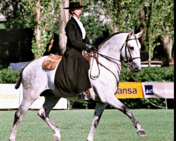 stallion Hostil (Lusitano, 1989, from Zico) stallion Hostil (Lusitano, 1989, from Zico)