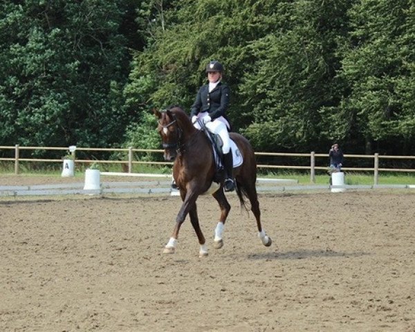 dressage horse Brandtoftes Sjubell (Danish Warmblood, 2006, from Don Juan 159) dressage horse Brandtoftes Sjubell (Danish Warmblood, 2006, from Don Juan 159)