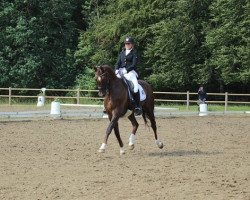 dressage horse Brandtoftes Sjubell (Danish Warmblood, 2006, from Don Juan 159)