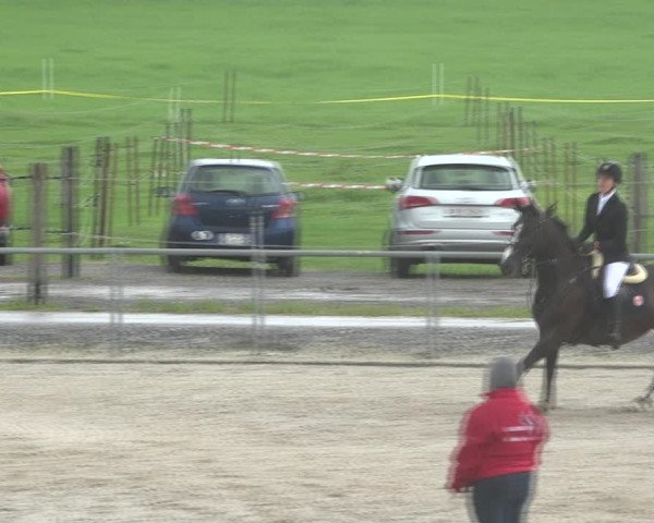 Reitturnier Galgenen 2020