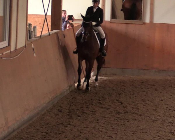 Reitturnier Halver 2020