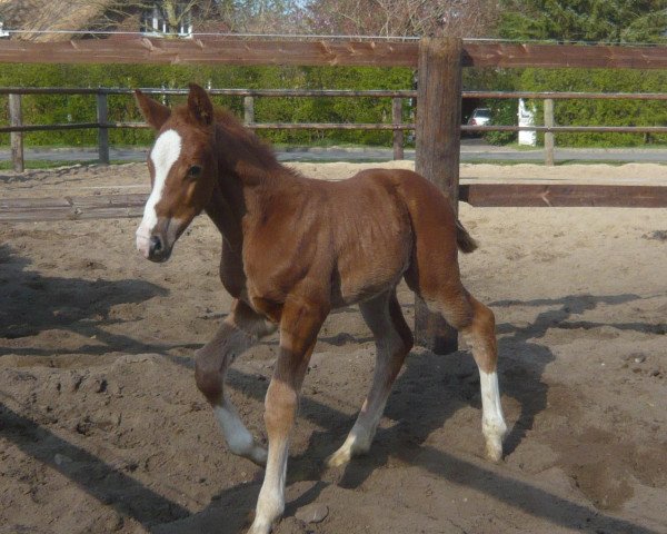 jumper Condor P (Hanoverian, 2010, from Comte) jumper Condor P (Hanoverian, 2010, from Comte)