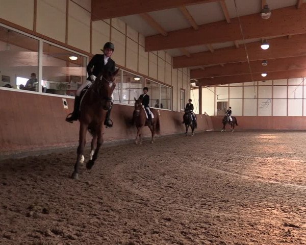 Reitturnier Halver 2020