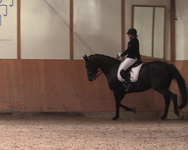 Reitturnier Halver 2020