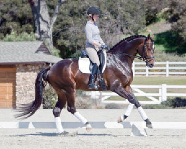Dressurpferd Sanceo (Hannoveraner, 2006, von San Remo)