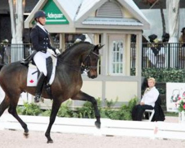dressage horse Smeyers San D'Or (Westphalian, 2006, from Sandro Hit)