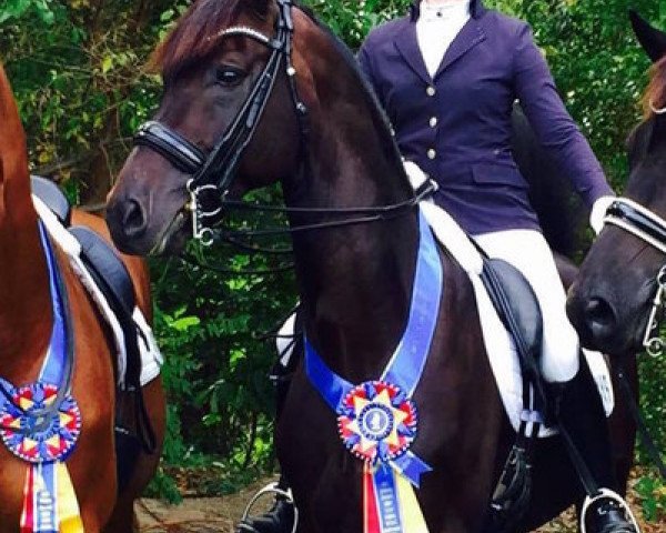 dressage horse Don Cartier (Rhinelander, 2007, from Don Schufro)