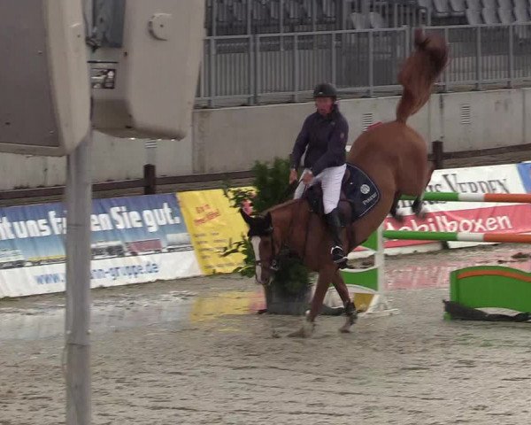 Reitturnier CSI** Westergellersen 2020